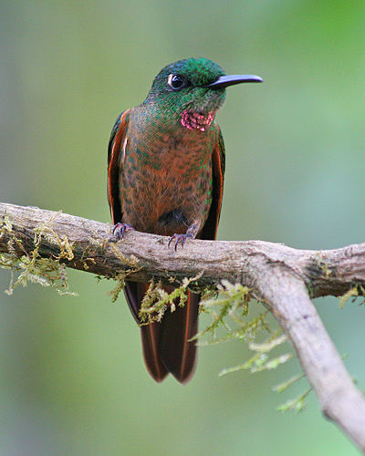 Fawn-breasted brilliant